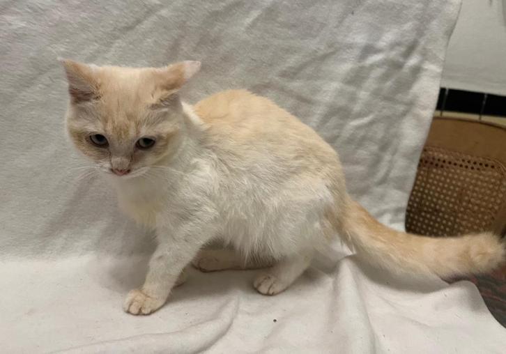 Te koop  Ragdoll  kruising, Dieren en Toebehoren, Katten en Kittens | Raskatten | Langhaar, Meerdere dieren, 0 tot 2 jaar, Ontwormd