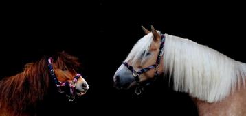 Gezocht stalling / weide beschikbaar voor biedingen