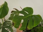 Kopstek monstera variegata zonder wit, Huis en Inrichting, Kamerplanten, Ophalen of Verzenden, Overige soorten, Minder dan 100 cm