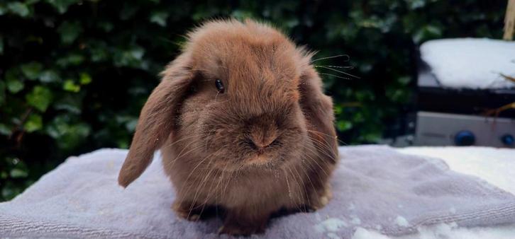 Nhd x minilop rammetje beschikbaar, Dieren en Toebehoren, Konijnen, Klein, Mannelijk, 0 tot 2 jaar, Hangoor