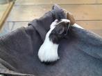Cavia zeugjes, Dieren en Toebehoren, Knaagdieren, Augustus, Vrouwelijk, Cavia