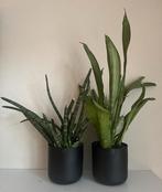 2 groene planten in 2 zwarte stalen potten van Zusss, Huis en Inrichting, Kamerplanten, Minder dan 100 cm, Ophalen of Verzenden