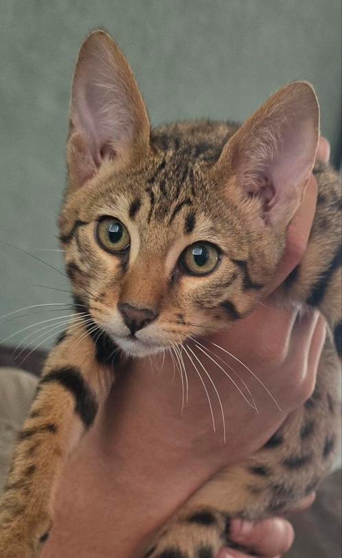SAVANNAH KITTENS, Dieren en Toebehoren, Katten en Kittens | Raskatten | Korthaar, Kater, 0 tot 2 jaar, Met stamboom, Gechipt, Ontwormd