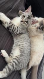 Ragdoll x silver britse korthaar kater, Dieren en Toebehoren, Katten en Kittens | Raskatten | Korthaar, Kater, Ontwormd