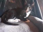 boerderij kitten, Dieren en Toebehoren, Katten en Kittens | Overige Katten, Meerdere dieren, Kortharig, 0 tot 2 jaar