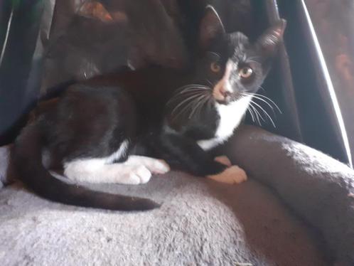 boerderij kitten, Dieren en Toebehoren, Katten en Kittens | Overige Katten, Kortharig, Meerdere dieren, 0 tot 2 jaar