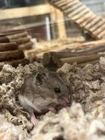 Chinese dwerghamster | Jonge hamsters | Goed tam te maken