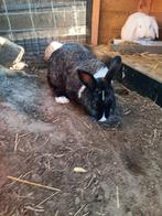 zwart wit konijn, Dieren en Toebehoren, Konijnen, Vrouwelijk, Middelgroot, 0 tot 2 jaar
