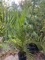 Phoenis palm tot 300cm!, Tuin en Terras, Ophalen, Overige soorten, Volle zon
