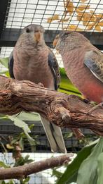 Bourkes parkiet wildkleur, Meerdere dieren, Tropenvogel, Geringd