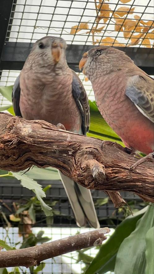 Bourkes parkiet wildkleur, Dieren en Toebehoren, Vogels | Overige Vogels, Tropenvogel, Meerdere dieren, Geringd