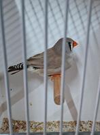 Zebravink pop bleekrug TT kwaliteit, Dieren en Toebehoren, Vogels | Overige Vogels, Vrouwelijk, Tropenvogel, Geringd