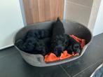 Flatcoated retriever pups te koop, Parvo, Overige rassen, 8 tot 15 weken, Meerdere