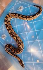 Hurricane, Dieren en Toebehoren, Slang, 0 tot 2 jaar