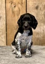 Friese stabij x engelse cocker spaniel reutje pup, Dieren en Toebehoren, Nederland, Reu, 8 tot 15 weken, Eén hond