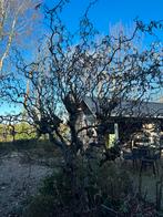 Kronkelhazelaar - zelf weghalen, Tuin en Terras, Ophalen of Verzenden, Volle zon, Overige soorten