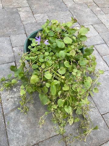 Campanula/Klokjesbloem in groene pot 2,99 euro beschikbaar voor biedingen