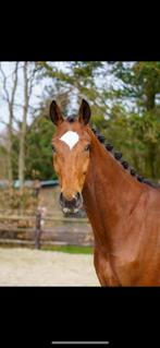 Valentijn, 9 jarige vriendelijke reus te koop., Dieren en Toebehoren, Paarden, 175 cm of meer, Gechipt, Ruin, Dressuurpaard
