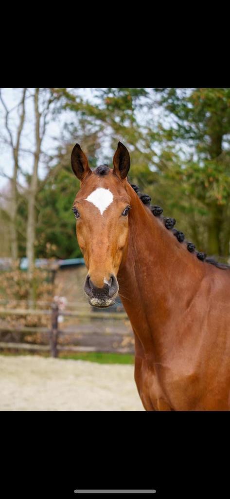 Valentijn, 9 jarige vriendelijke reus te koop., Dieren en Toebehoren, Paarden, Ruin, L, 175 cm of meer, 7 tot 10 jaar, Dressuurpaard