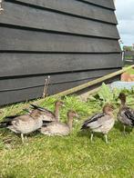 Manengansen, Dieren en Toebehoren