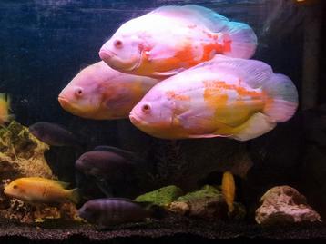 3 Volwassen Albino Pauwoog Cichliden  beschikbaar voor biedingen