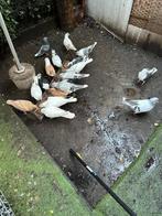 Duiven te koop met alle bijbehorende spullen, Dieren en Toebehoren, Meerdere dieren, Kip