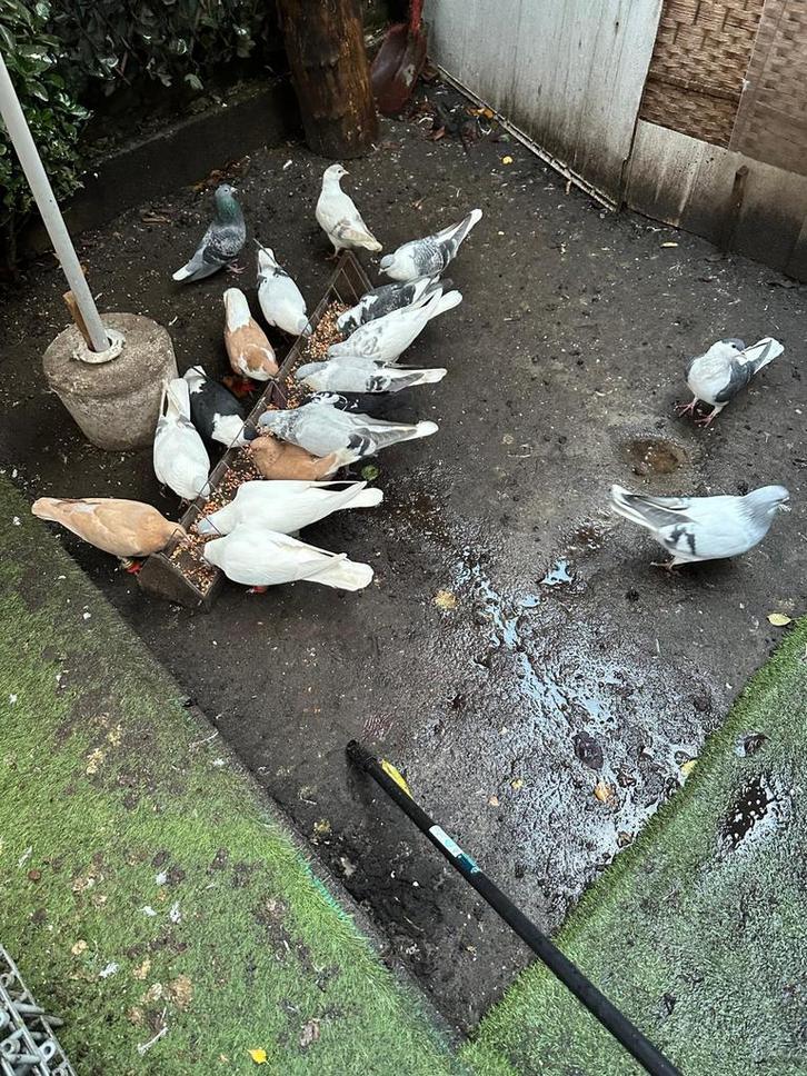 Duiven te koop met alle bijbehorende spullen, Dieren en Toebehoren, Pluimvee, Kip, Meerdere dieren