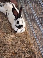 Hele lieve Jonge Groot Lotharinger konijntjes, Dieren en Toebehoren, Meerdere dieren, Groot, 0 tot 2 jaar
