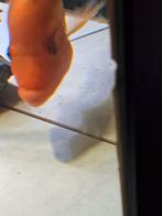 Red devil, Dieren en Toebehoren, Vissen | Aquariumvissen, Vis