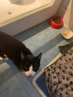 Liefdevolle huis gezocht, Dieren en Toebehoren, Katten en Kittens | Overige Katten, Kater, Kortharig, 3 tot 5 jaar