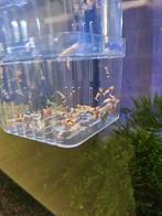 Crystal red prl minimaal 60 stuks kweekgroep incl aquarium, Dieren en Toebehoren, Vis