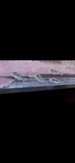 Cichla, Vis, Zoetwatervis, Schoolvis