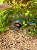Guppies/andere aquarium vissen gezocht, Dieren en Toebehoren, Vis, Zoetwatervis
