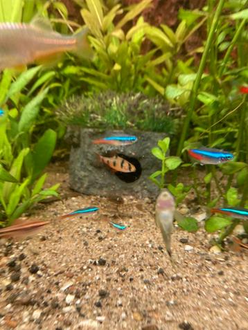 Guppies/andere aquarium vissen gezocht beschikbaar voor biedingen