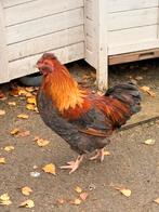 Haan(tjes) gratis, Mannelijk, Kip