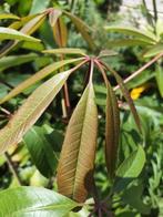 Aesculus chinensis var. wilsonii, Ophalen, Halfschaduw, Overige soorten, 100 tot 250 cm