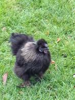 Zijdehoender haan, Dieren en Toebehoren, Pluimvee, Mannelijk, Kip