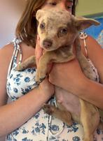 Merle Chihuahua/ pomchi Pup, Dieren en Toebehoren, CDV (hondenziekte), 8 tot 15 weken, Meerdere, Meerdere dieren
