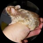 Lady Muisjes! Satijn, langhaar, Kleurmuis!, Dieren en Toebehoren, Knaagdieren, Muis, Vrouwelijk, Tam, September