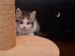 Britse Korthaar Kitten, Dieren en Toebehoren, Katten en Kittens | Raskatten | Korthaar, Kater