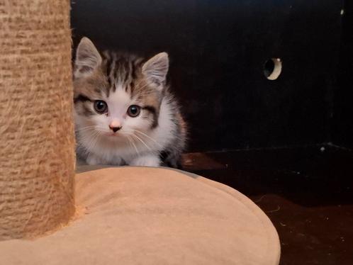 Britse Korthaar Kitten, Dieren en Toebehoren, Katten en Kittens | Raskatten | Korthaar, Kater
