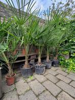 Winterharde palmbomen (T. fortunei) verschillende maten, 100 tot 250 cm, Zomer, Palmboom, Ophalen