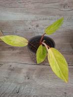 Philodendron Painted Lady - Prachtige Kamerplant, Overige soorten, In pot, Minder dan 100 cm, Groene kamerplant