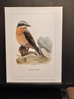 Tapuit - Buzin - prent kunst  afmeting  18 x 24 cm, Verzenden, 1980 tot heden, Zo goed als nieuw, Dier