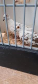 Te koop div tropen, Dieren en Toebehoren, Vogels | Overige Vogels, Meerdere dieren