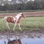 veulen te koop, Hengst, Niet van toepassing, Minder dan 160 cm, 0 tot 2 jaar