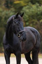 Vriendelijke, mooie ruin!, Ruin, Dressuurpaard