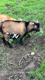 Geitenbok, Dieren en Toebehoren, Schapen, Geiten en Varkens, Mannelijk, Geit