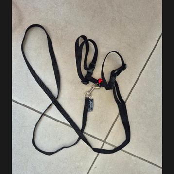 looplijntjes klein huisdier met bel beschikbaar voor biedingen