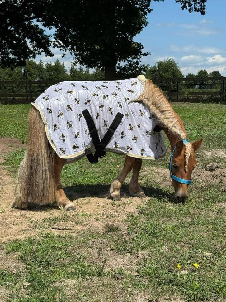 Schitterende 5 jarige Shetland merry, Dieren en Toebehoren, Pony's, Merrie, Niet van toepassing, A pony (tot 1.17m), Recreatiepony